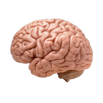 A realistic human brain with detailed folds and ridges