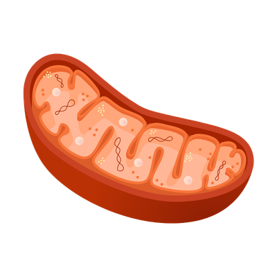 Illustration of a baked sweet potato cut in half
