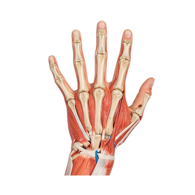 An anatomical illustration of a human hand showing bones, tendons, and muscles